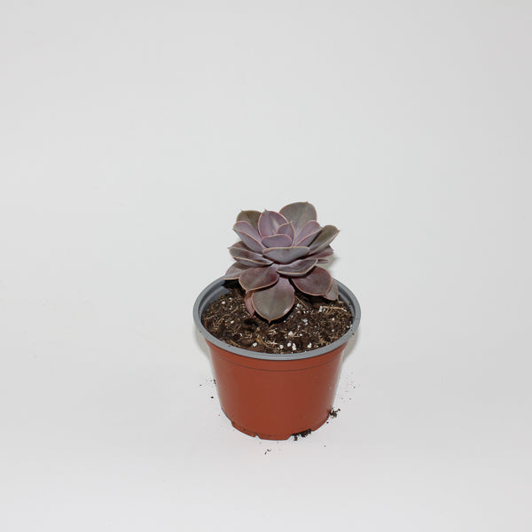 Echeveria ' Perle von Nurnberg' Ø12cm