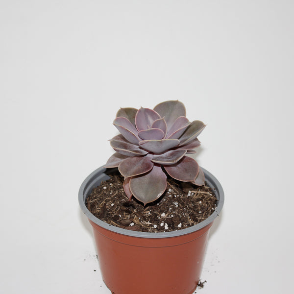 Echeveria ' Perle von Nurnberg' Ø12cm