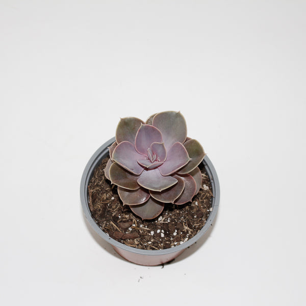 Echeveria ' Perle von Nurnberg' Ø12cm