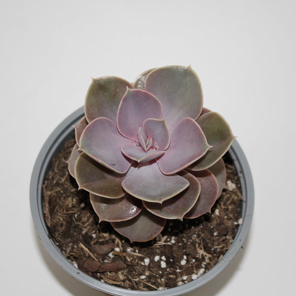 Echeveria ' Perle von Nurnberg' Ø12cm