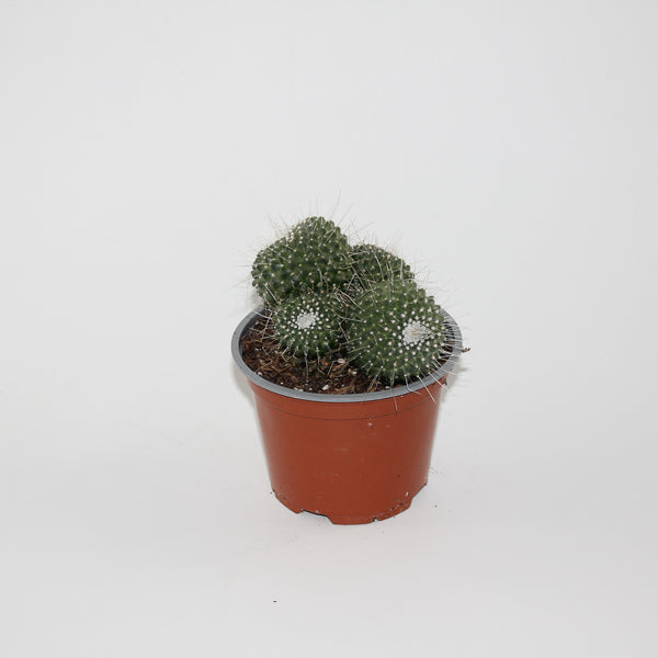 Mammillaria spinossimo 'Un pico' Ø12cm