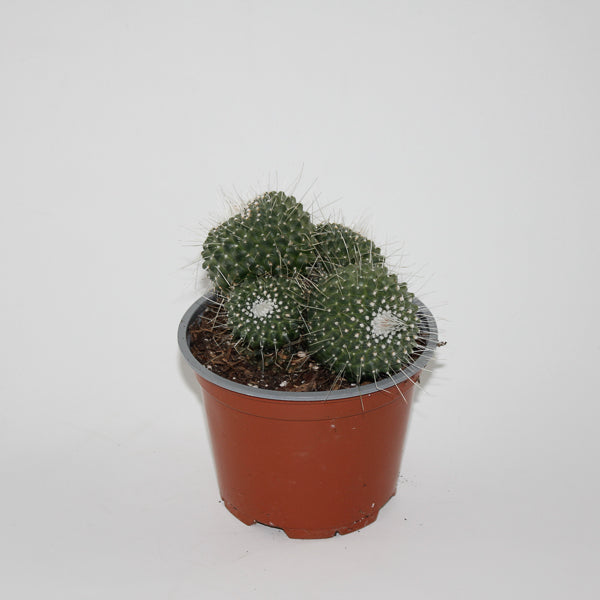 Mammillaria spinossimo 'Un pico' Ø12cm