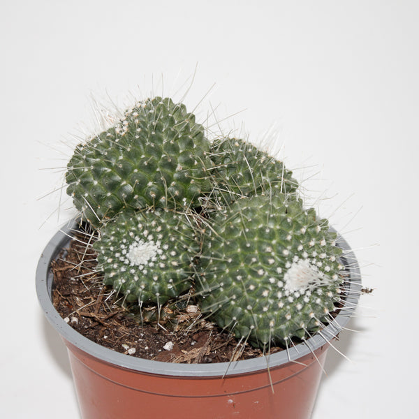 Mammillaria spinossimo 'Un pico' Ø12cm