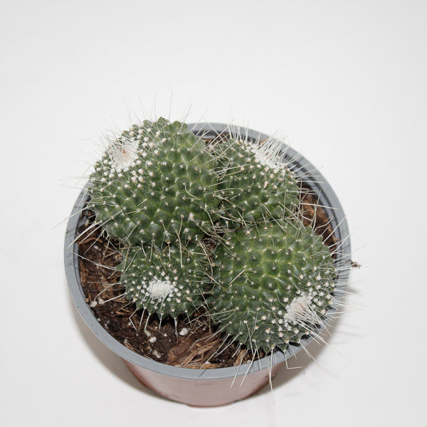 Mammillaria spinossimo 'Un pico' Ø12cm