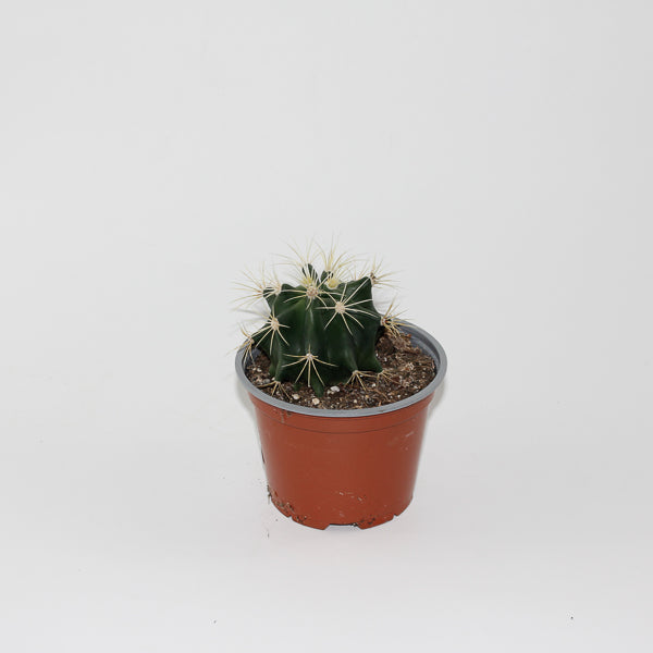 Ferocactus glaucescens Ø12cm