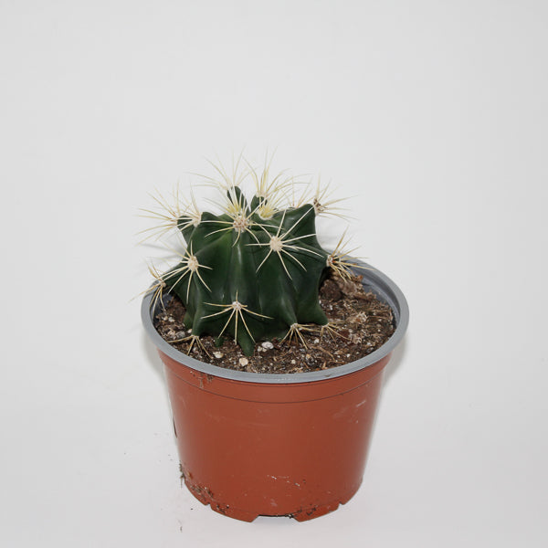 Ferocactus glaucescens Ø12cm