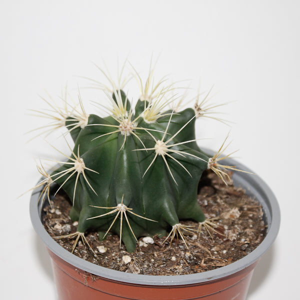 Ferocactus glaucescens Ø12cm