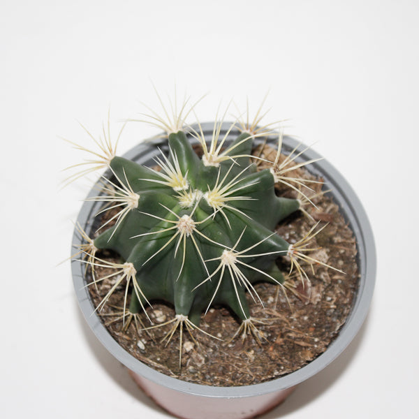 Ferocactus glaucescens Ø12cm