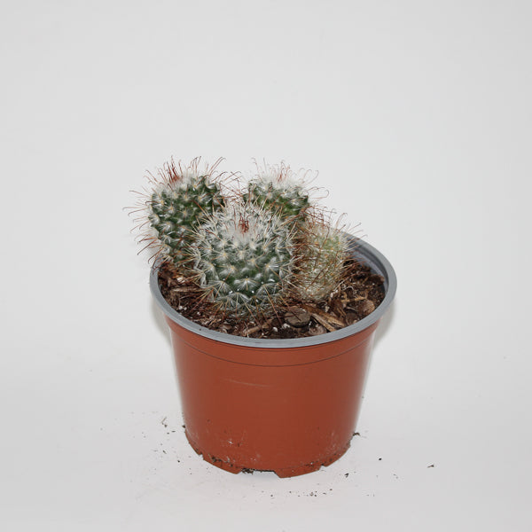 Mammillaria bombycina Ø12cm