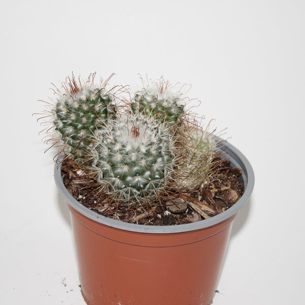 Mammillaria bombycina Ø12cm
