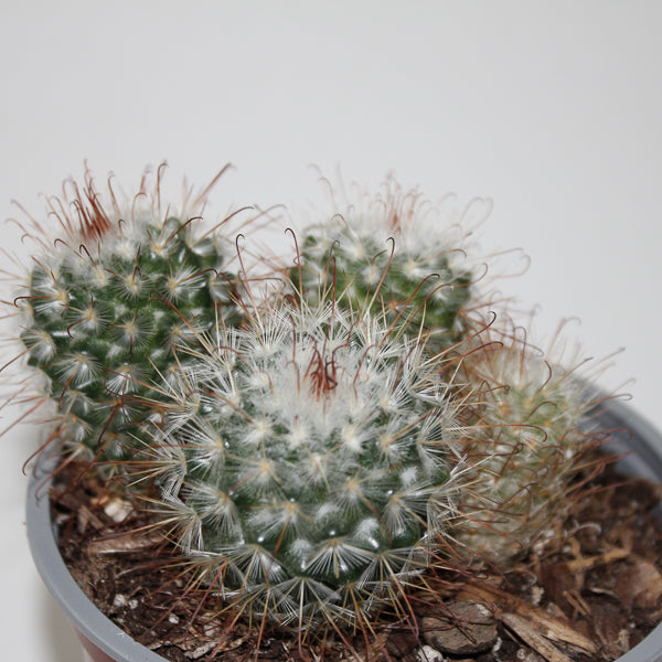 Mammillaria bombycina Ø12cm
