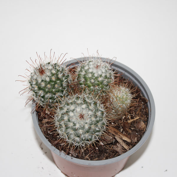 Mammillaria bombycina Ø12cm