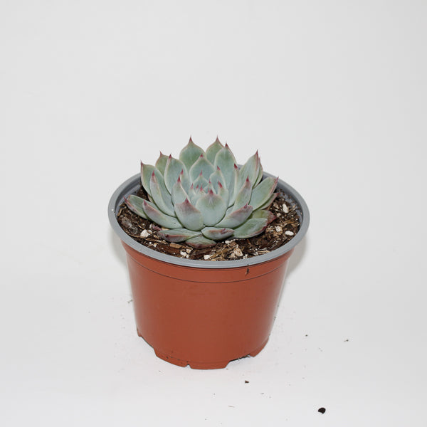 Echeveria chihuahuaensis Ø12cm