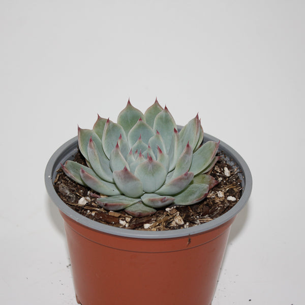 Echeveria chihuahuaensis Ø12cm