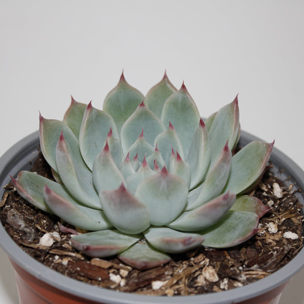 Echeveria chihuahuaensis Ø12cm
