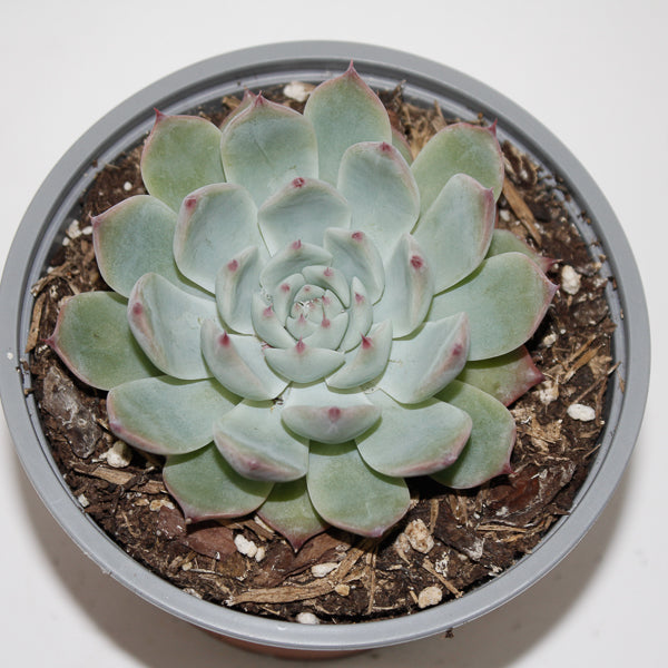 Echeveria chihuahuaensis Ø12cm