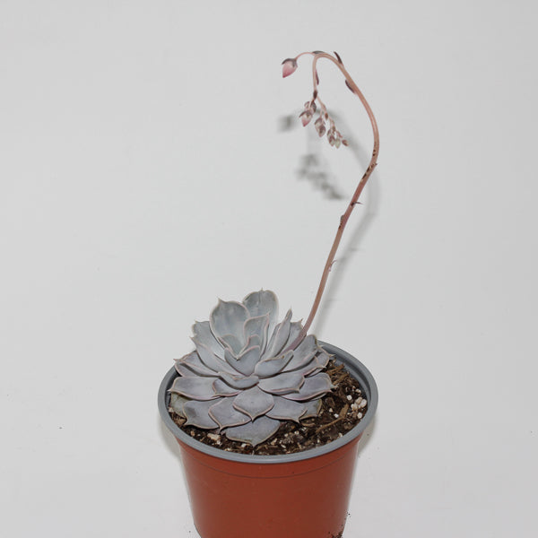 Echeveria lilacina Ø12cm