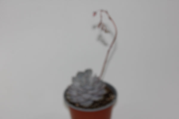 Echeveria lilacina Ø12cm