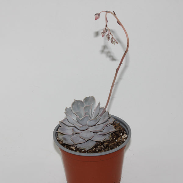 Echeveria lilacina Ø12cm
