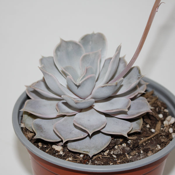 Echeveria lilacina Ø12cm