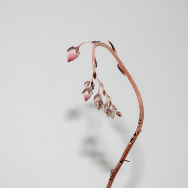 Echeveria lilacina Ø12cm