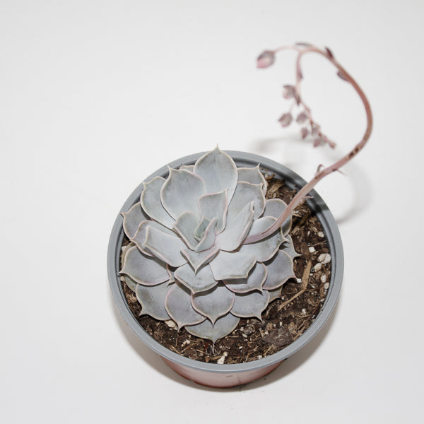 Echeveria lilacina Ø12cm