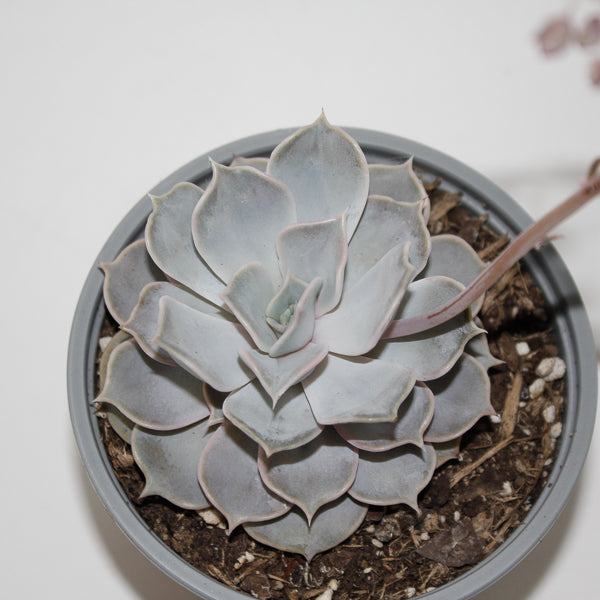 Echeveria lilacina Ø12cm