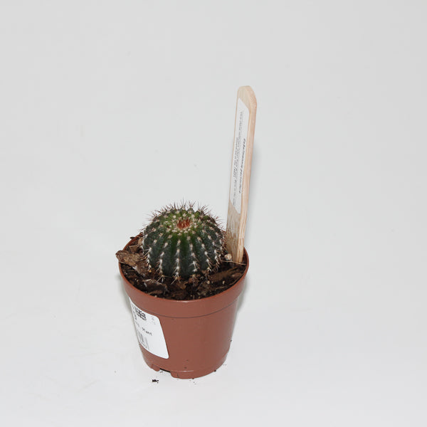 Uebelmannia pectinifero Ø5.5cm