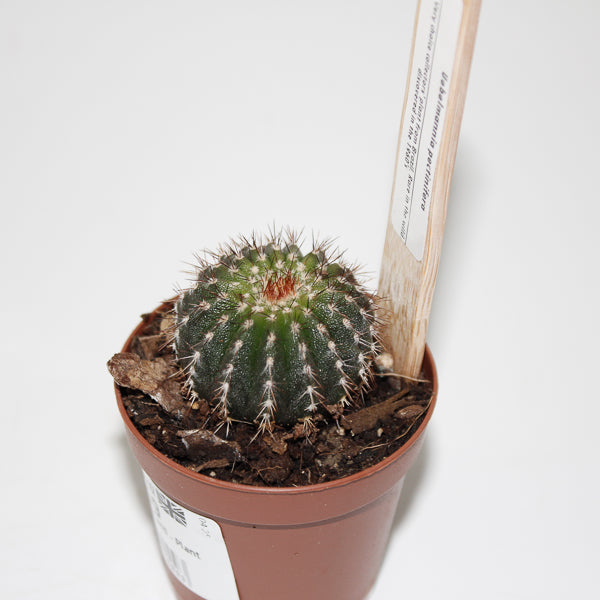 Uebelmannia pectinifero Ø5.5cm