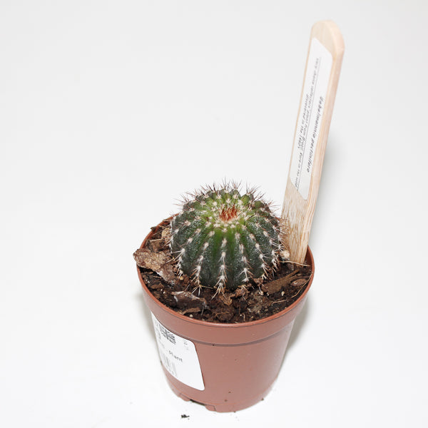 Uebelmannia pectinifero Ø5.5cm