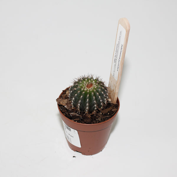 Uebelmannia pectinifero Ø5.5cm
