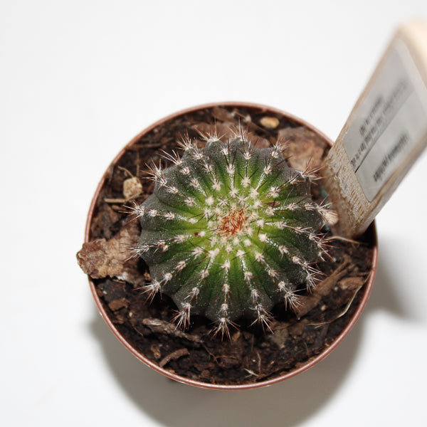 Uebelmannia pectinifero Ø5.5cm