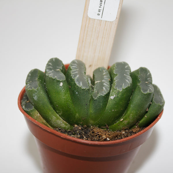 Hawthoria Truncata Ø5.5cm