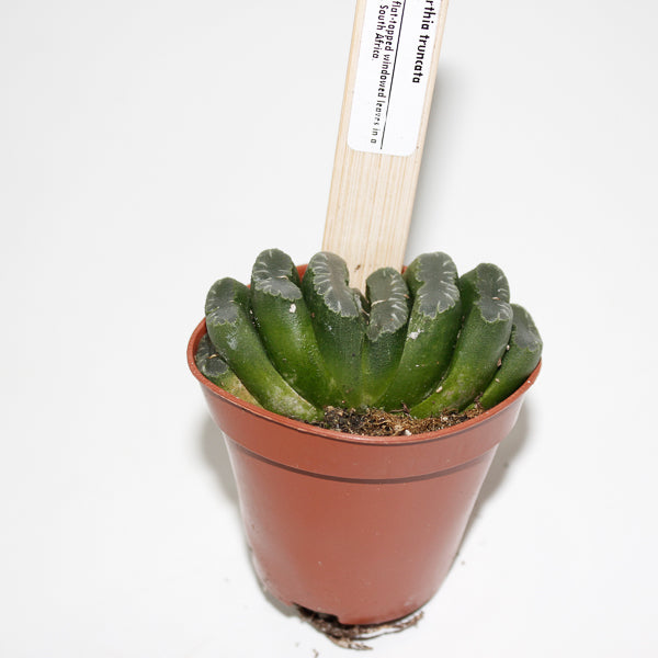Hawthoria Truncata Ø5.5cm