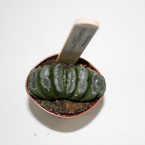 Hawthoria Truncata Ø5.5cm