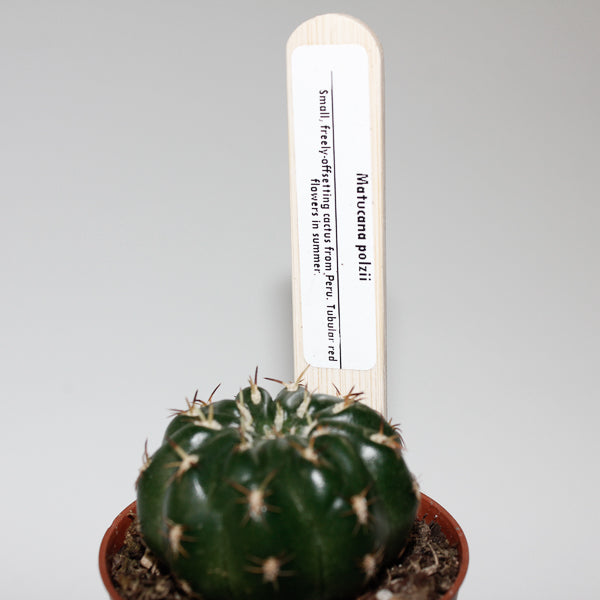 Matucana Polzii Ø5.5cm