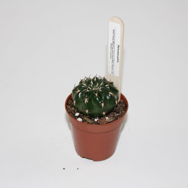 Matucana Polzii Ø5.5cm
