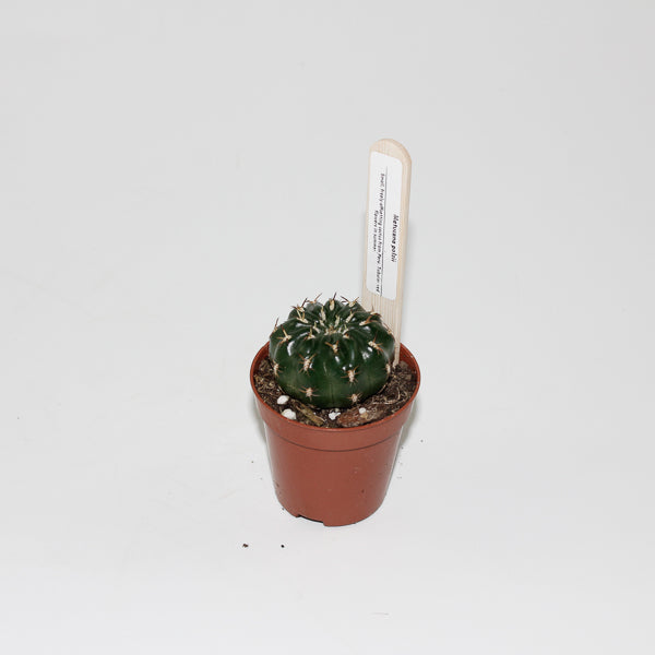 Matucana Polzii Ø5.5cm
