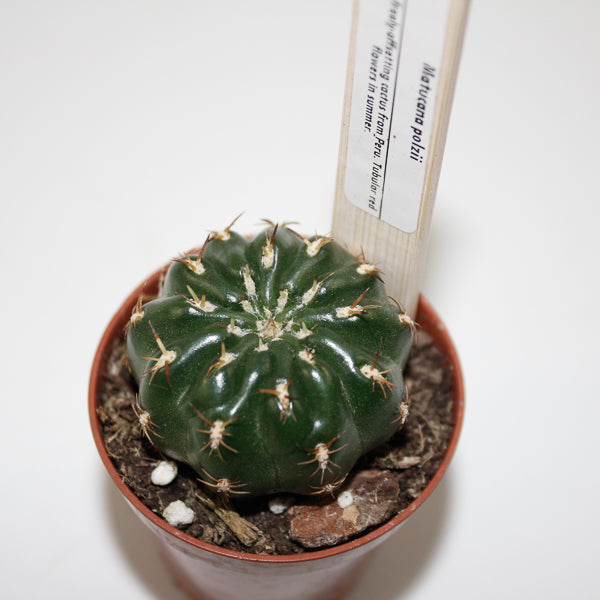 Matucana Polzii Ø5.5cm