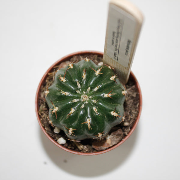 Matucana Polzii Ø5.5cm