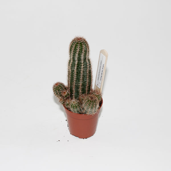 Lobivia van der hoeven Ø5.5cm
