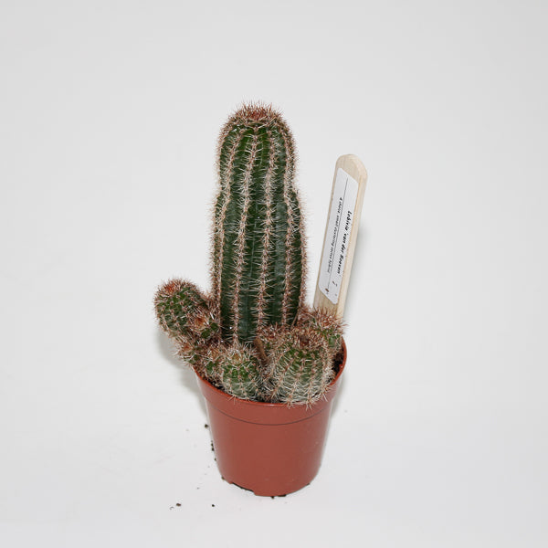 Lobivia van der hoeven Ø5.5cm