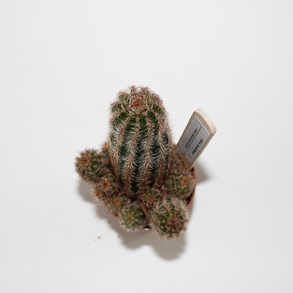 Lobivia van der hoeven Ø5.5cm