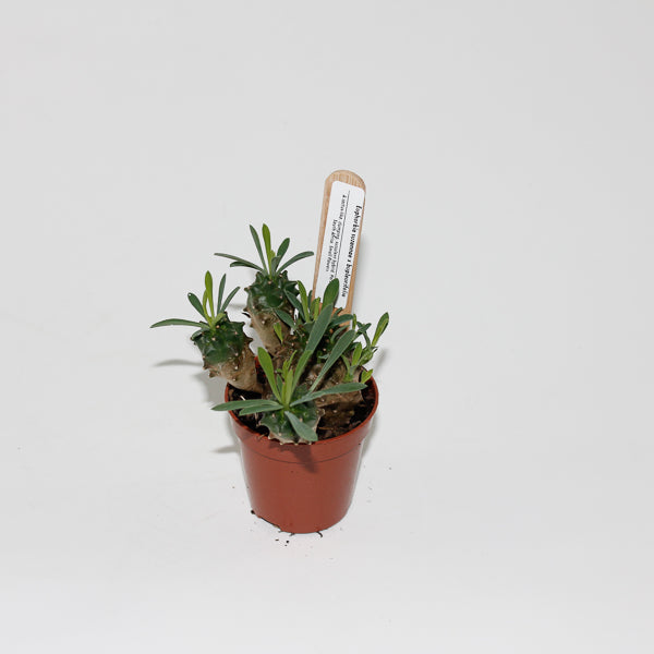 Euphorbia suzannae x bupleurifolia Ø5.5cm