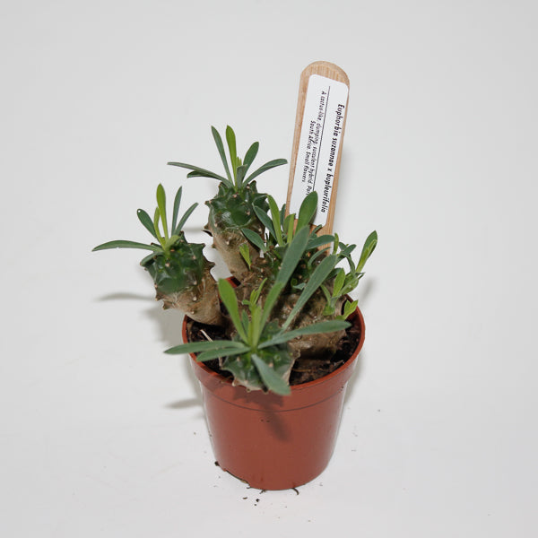 Euphorbia suzannae x bupleurifolia Ø5.5cm