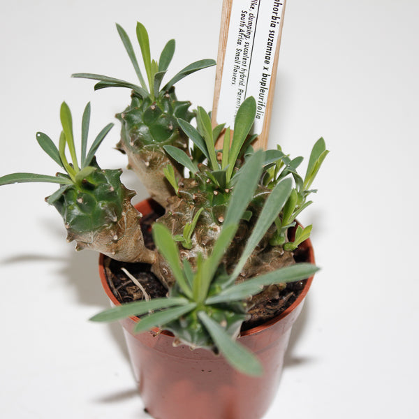 Euphorbia suzannae x bupleurifolia Ø5.5cm