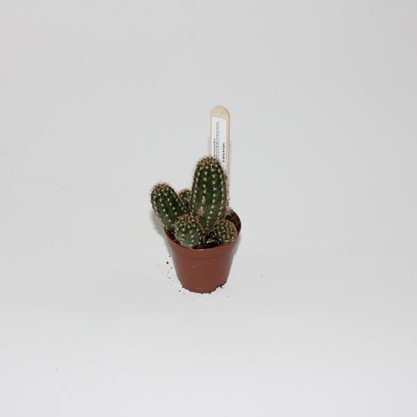 Lobivia hybrid Ø5.5cm