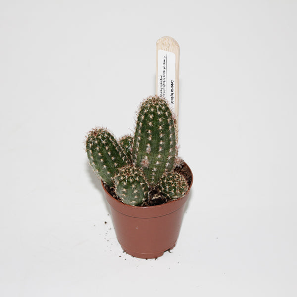 Lobivia hybrid Ø5.5cm