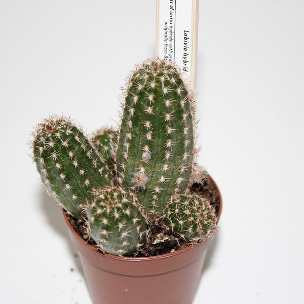 Lobivia hybrid Ø5.5cm