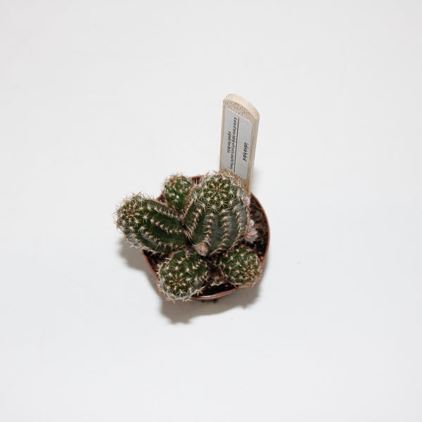 Lobivia hybrid Ø5.5cm